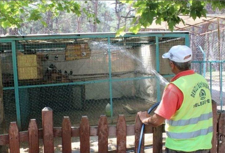 Denizli’de Hayvanların Sıcakla İmtihanı G3