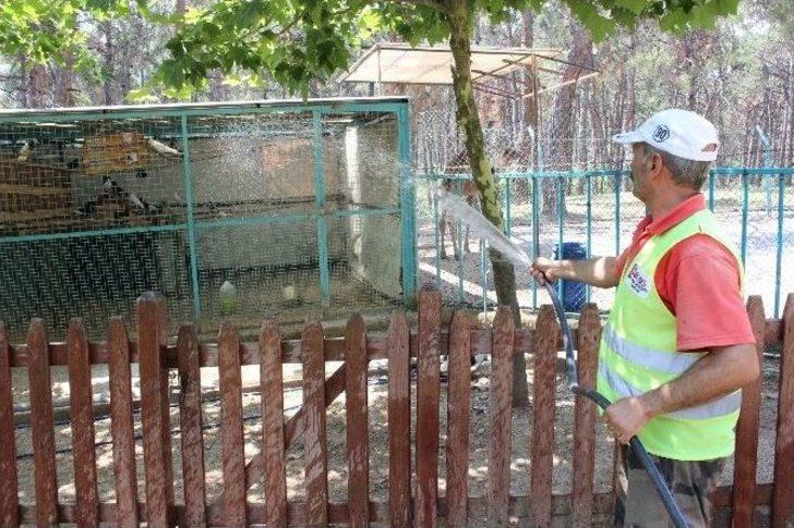 Denizli’de Hayvanların Sıcakla İmtihanı G4