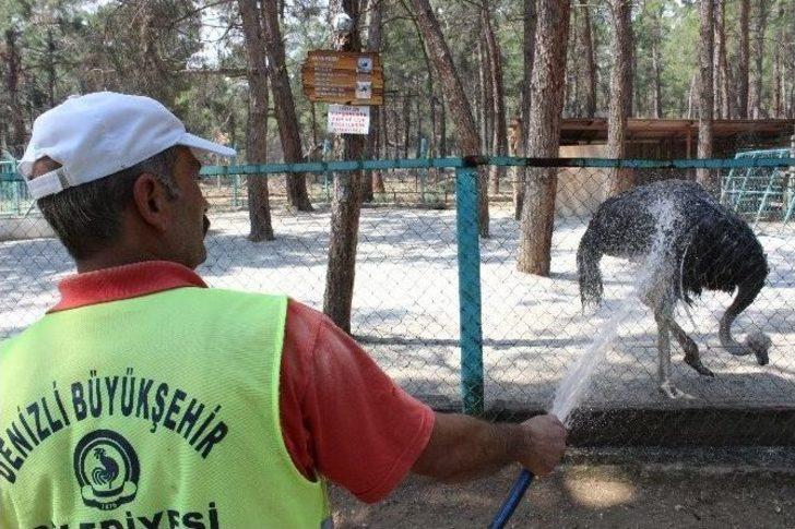 Denizli’de Hayvanların Sıcakla İmtihanı G5