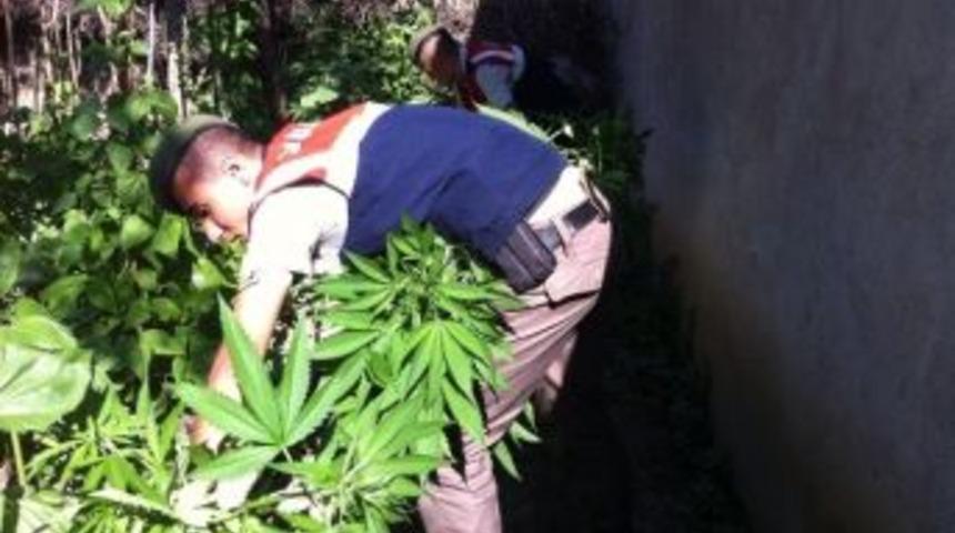 Bursa&rsquo;da 120 K&ouml;k Kenevir Ele Ge&ccedil;irildi