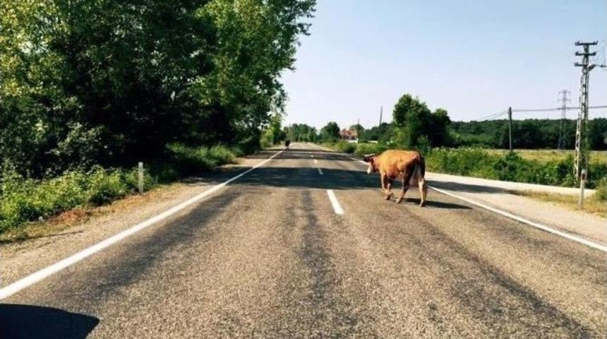 Başıboş Hayvanlar Kazaya Davetiye &Ccedil;ıkarıyor