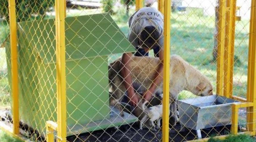 Sokak K&ouml;peği 12 Yavru Doğurdu, Korumaya Alındı
