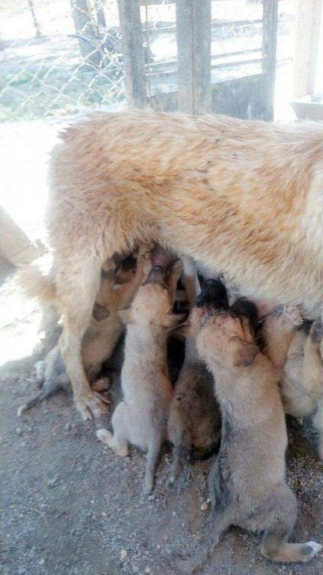 Sokak Köpeği 12 Yavru Doğurdu, Korumaya Alındı