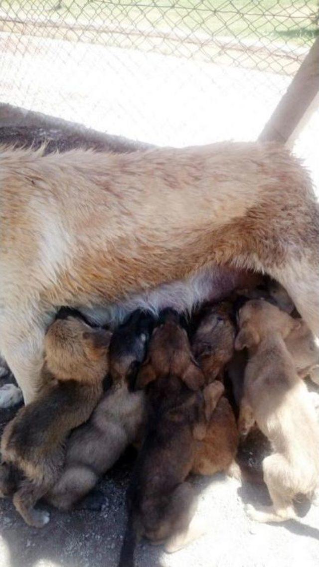 Sokak Köpeği 12 Yavru Doğurdu, Korumaya Alındı