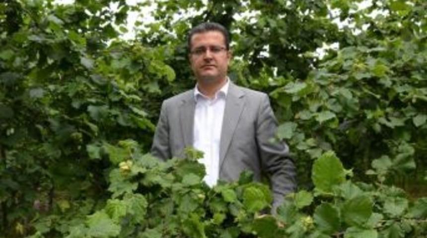 Ordu’da Tahmini Fındık Rekoltesi 209 Bin Ton