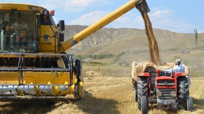 40 Derece Sıcakta Buğday Hasadı