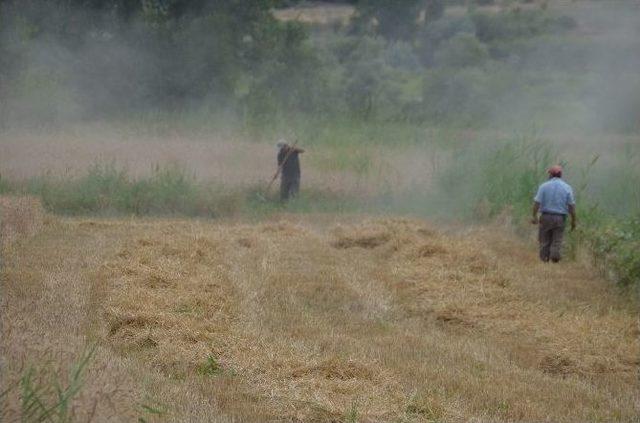 40 Derece Sıcakta Buğday Hasadı 1