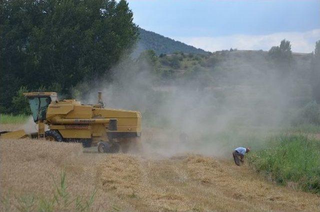 40 Derece Sıcakta Buğday Hasadı 2