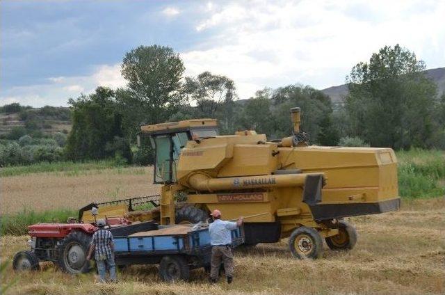 40 Derece Sıcakta Buğday Hasadı 3