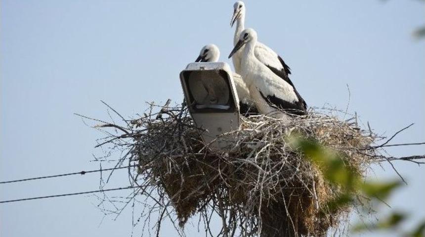 Leylekler G&ouml;&ccedil;e Hazırlanıyor