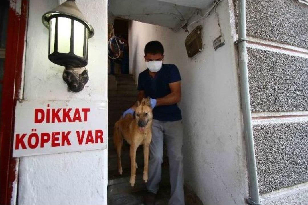 Evden &Ouml;lmek &Uuml;zere 24 K&ouml;pek, 3 Kedi Ve 3 K&ouml;pek Leşi &Ccedil;ıktı