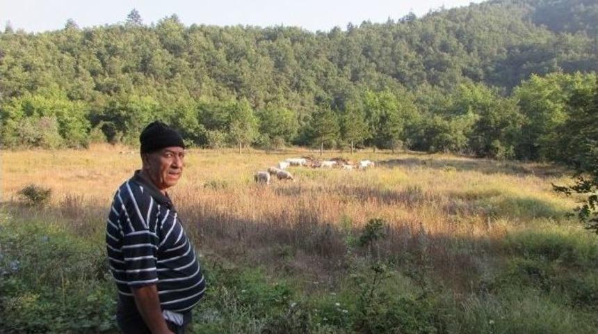 10 Yıldır Kazdağlarında Yaşıyor
