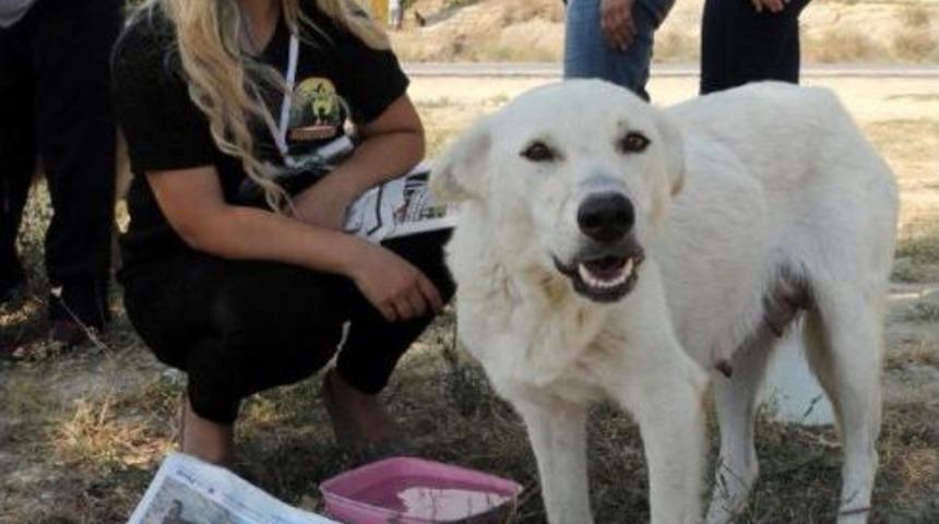 Hayvanlar I&ccedil;in Evinizin &Ouml;n&uuml;ne Bir Kap Su Koyun