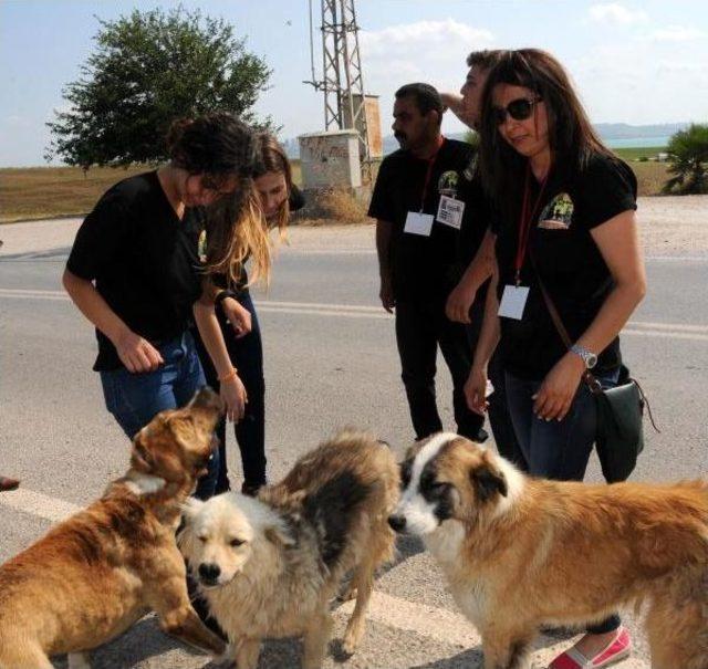 Hayvanlar Için Evinizin Önüne Bir Kap Su Koyun