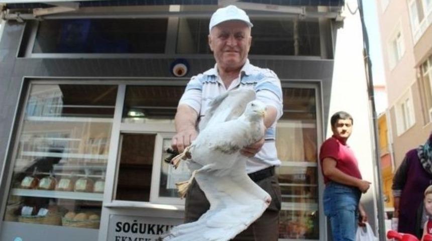 Yaralı Martı İçin Seferber Oldular