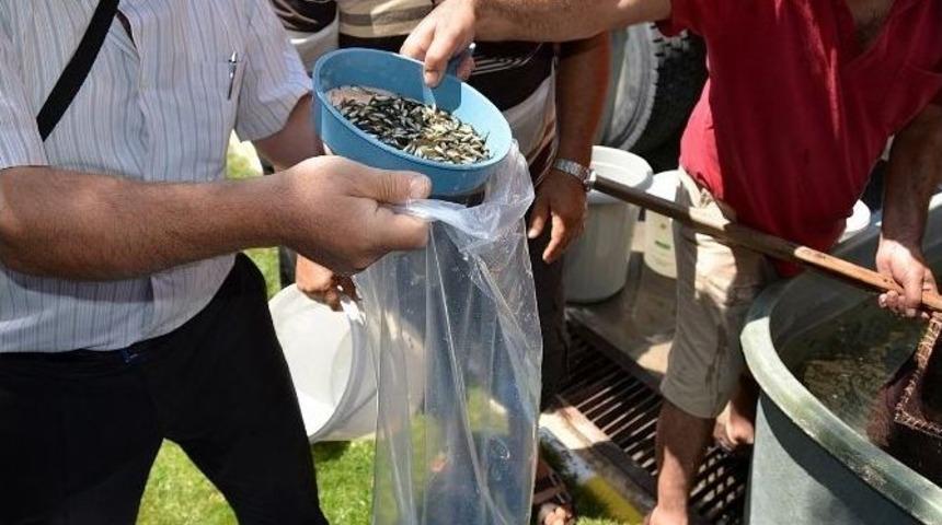 Afyonkarahisar&rsquo;da G&ouml;llere 150 Bin Yavru Balık Bırakıldı