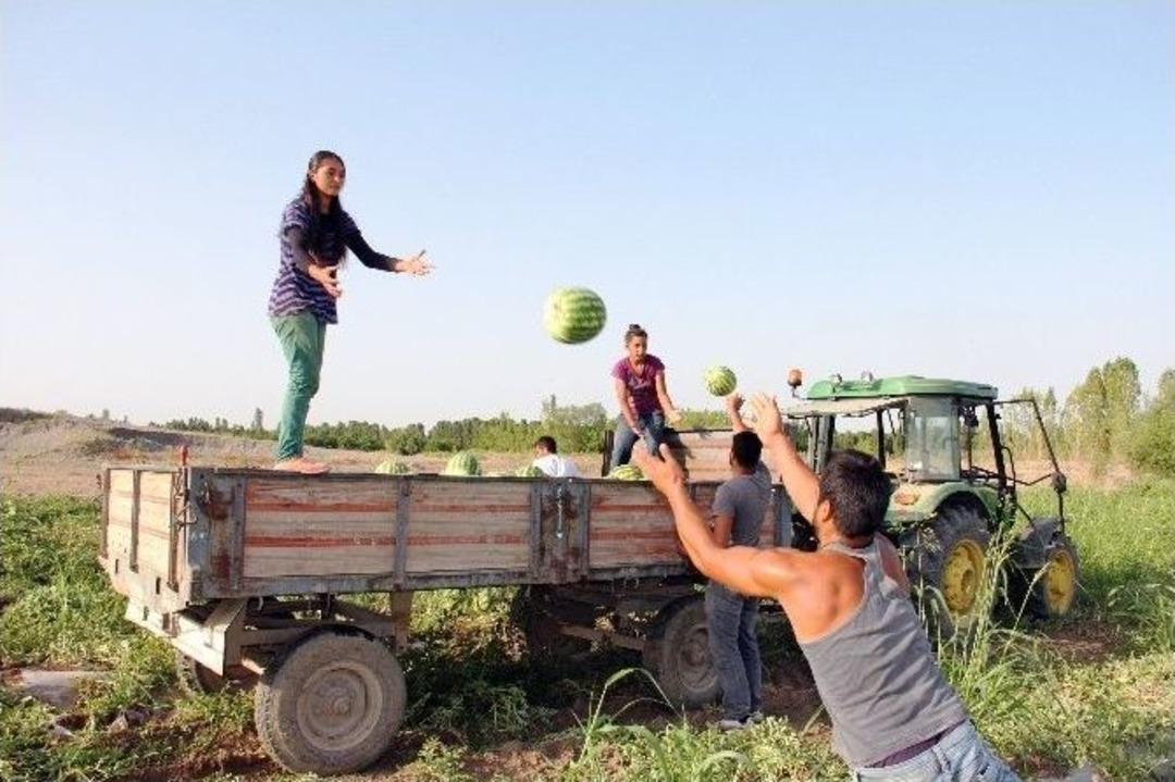 (haber &Ouml;zel) Iğdır&rsquo;da Karpuz Hasadı Başladı
