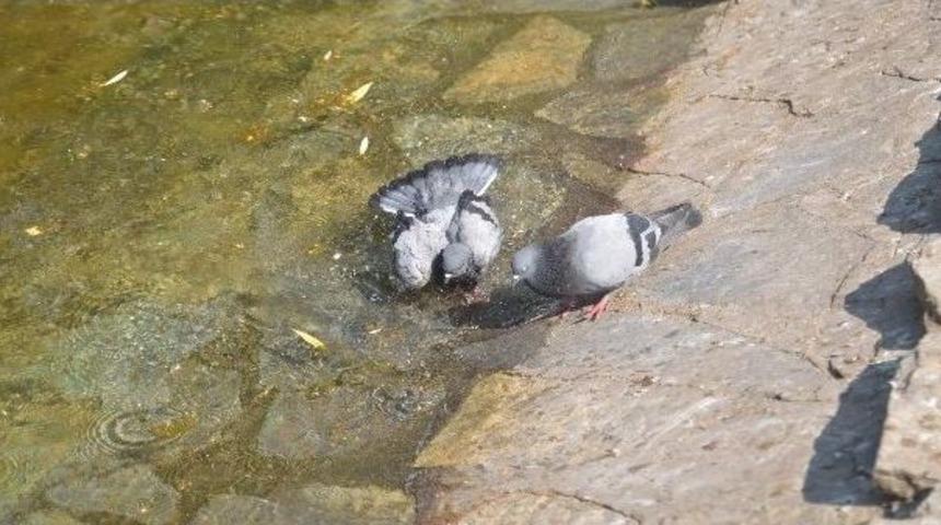 G&uuml;vercinlerin Sıcak İle İmtihanı