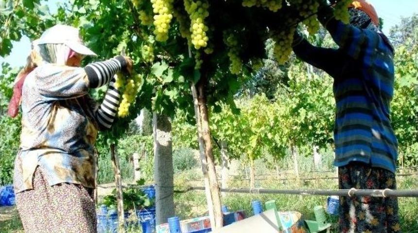 Sarıg&ouml;l&rsquo;de Erkenci &Uuml;z&uuml;m Hasadına Başlandı