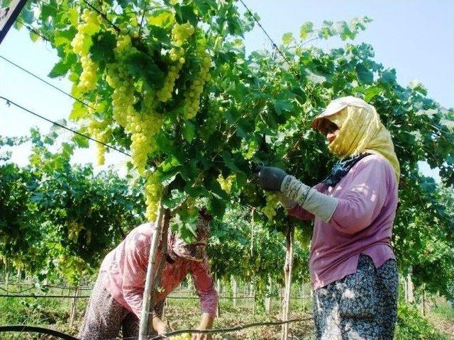 Sarıgöl’de Erkenci Üzüm Hasadına Başlandı