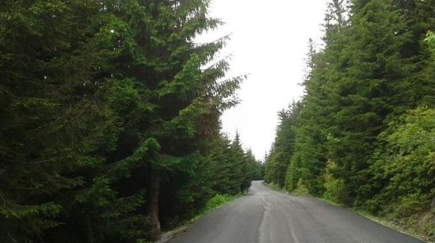 Yeşil Yol Yeşil Kalacak