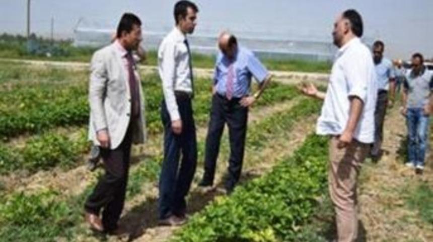 Van&rsquo;da Sebze &Uuml;retimi &Ccedil;alışmaları