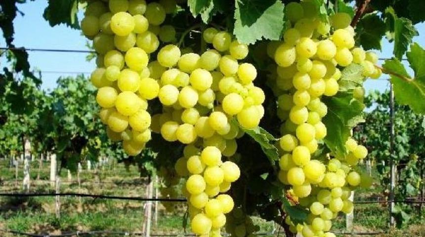 Sarıg&ouml;l'de Erkenci &Uuml;z&uuml;m Hasadı