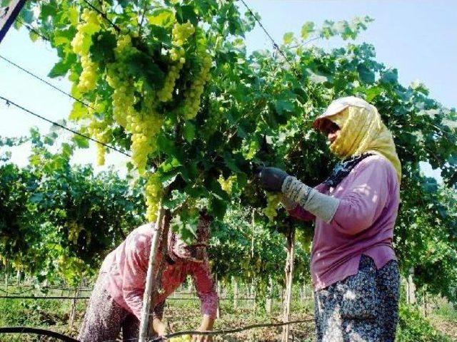 Sarıgöl'de Erkenci Üzüm Hasadı