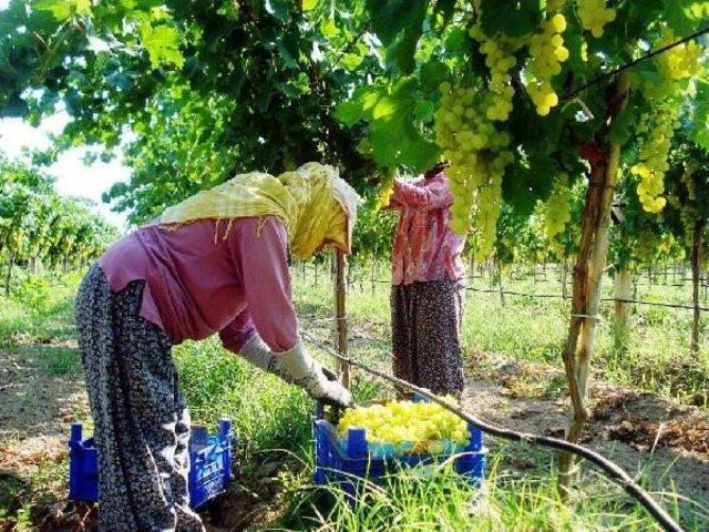 Sarıgöl'de Erkenci Üzüm Hasadı