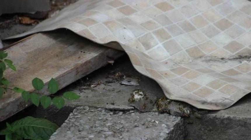 Arı Kovanı Yıkıldı, Arıların Sahibi Hastanelik Oldu