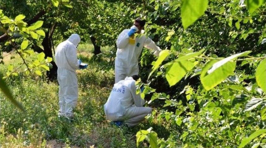 Kayısı Bah&ccedil;esinde Erkek Cesedi Bulundu