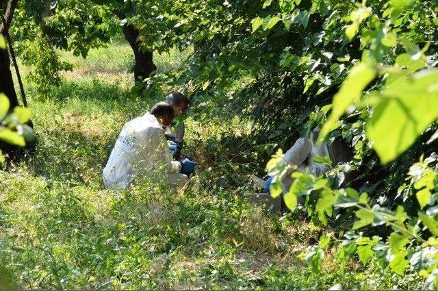 Kayısı Bahçesinde Erkek Cesedi Bulundu