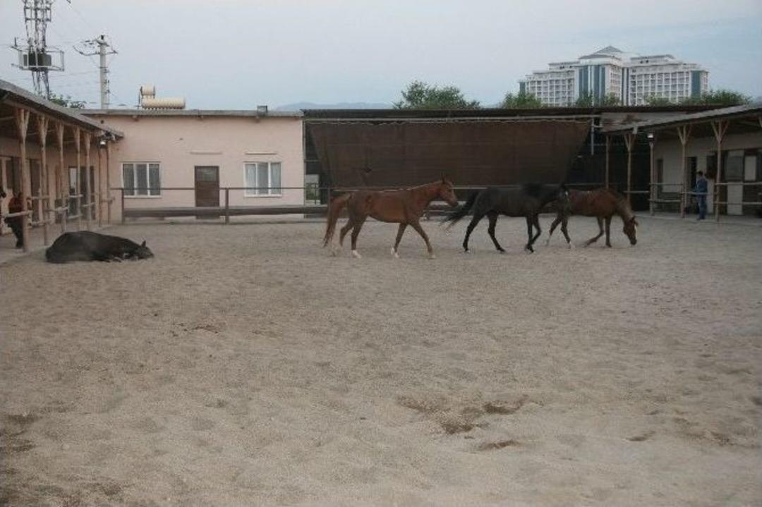 Orucun Yorgunluğunu At &Uuml;zerinde Aşmaya &Ccedil;alışıyorlar