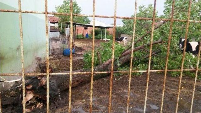 Tekirdağ’da Dolu Ve Hortum Dehşeti