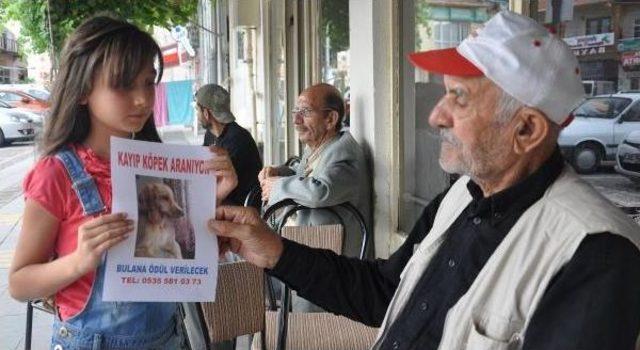 Küçük Lana Kayıp Köpeği 'roni' Için Ağlıyor