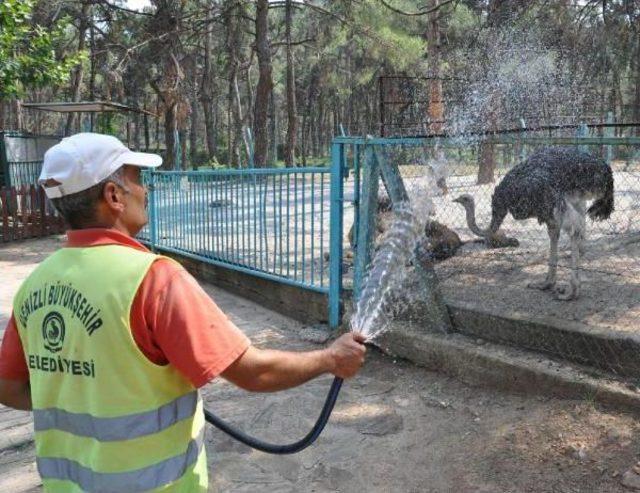 Sıcaktan Bunalan Hayvanlar Hortumla Serinletildi