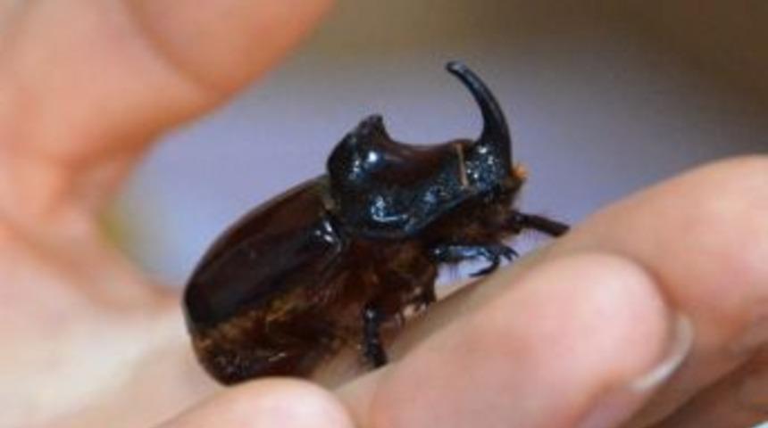 Orman Ve Su İşleri Bakanlığı&rsquo;ndan Gergedan B&ouml;ceği A&ccedil;ıklaması