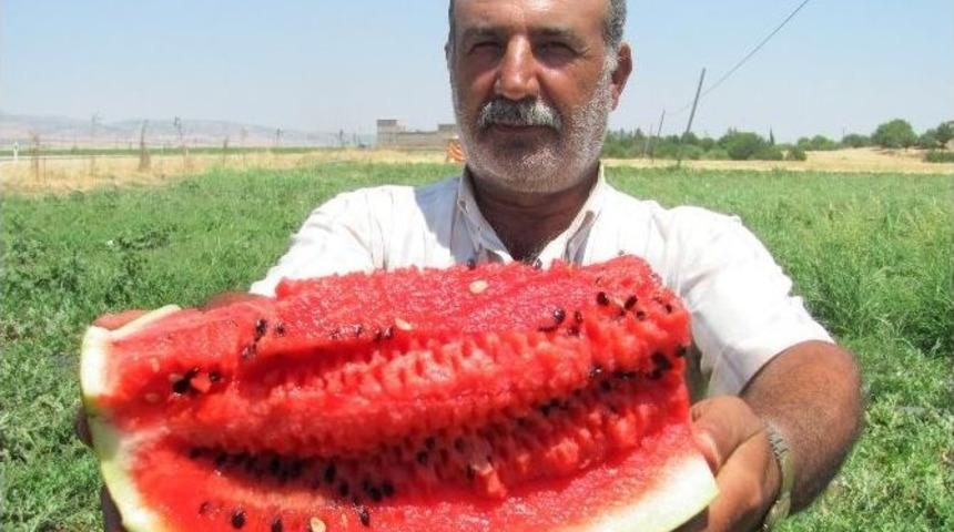 Arabanda Karpuz Hasadı Başladı