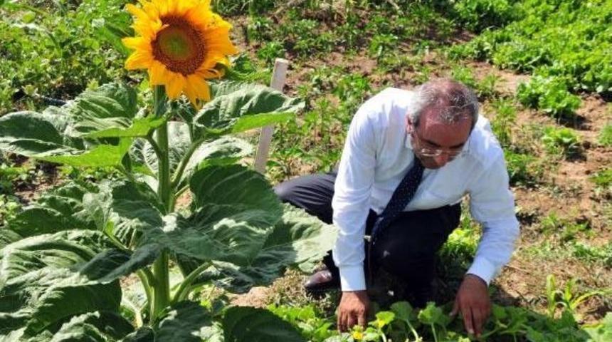 Rekt&ouml;r, Konutun Bah&ccedil;esinde Organik Sebze Ve Meyve Yetiştiriyor