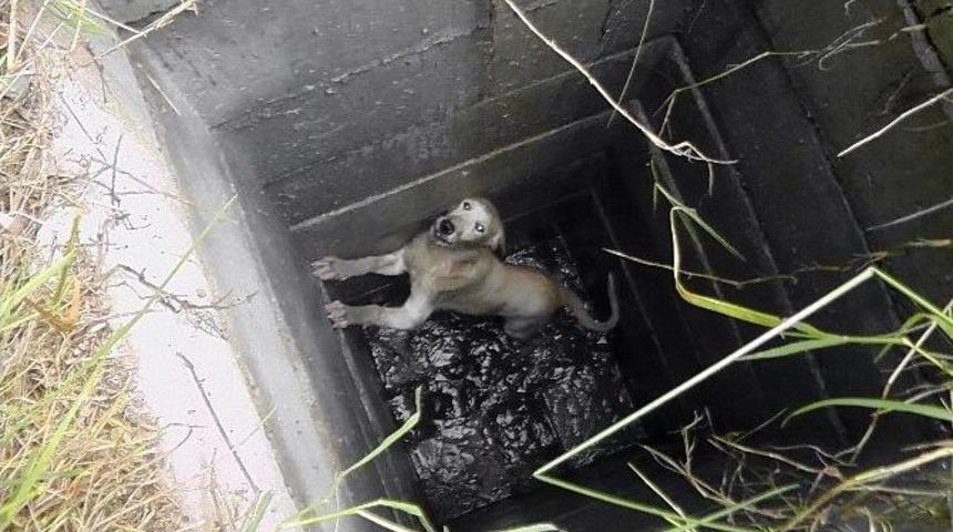 Rögara Düşen Köpek Kurtarıldı