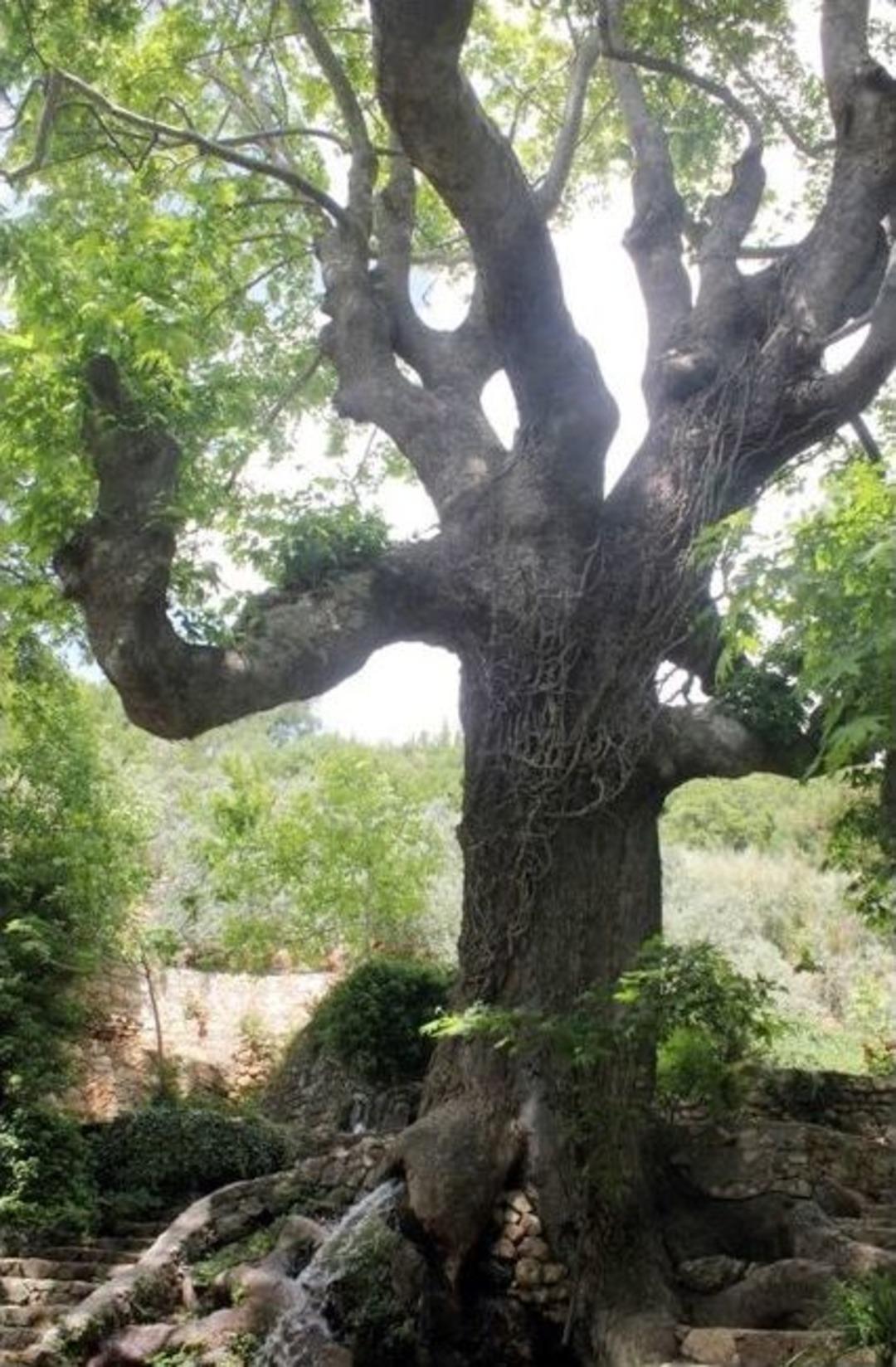 Muğla&rsquo;daki Anıt Ağa&ccedil;ların Envanteri &Ccedil;ıkarıldı