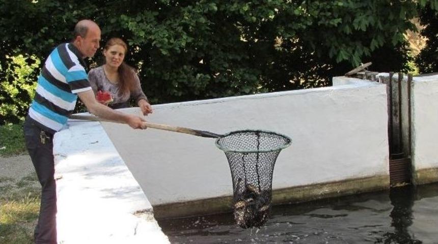 Kazdağlarından T&uuml;m T&uuml;rkiye&rsquo;ye Alabalık