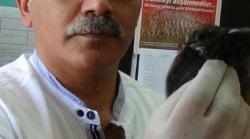 Erken U&ccedil;una D&uuml;ş&uuml;p Yaralanan Ebabil Kuşu Korumaya Alındı