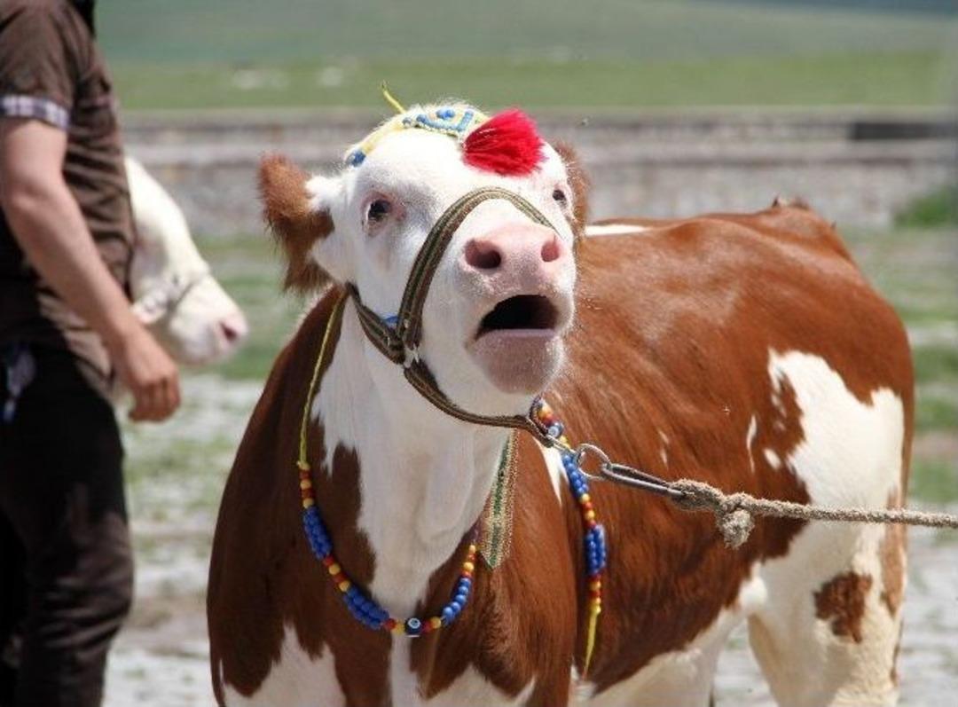 19. Atat&uuml;rk&rsquo;&uuml;n İzinde Ve G&ouml;lgesinde Damal Şenlikleri