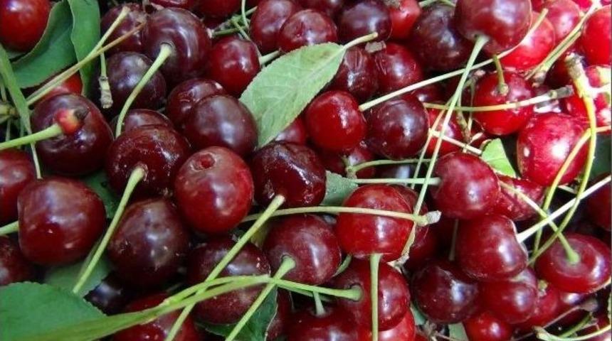 Vişnede Buruk Hasat