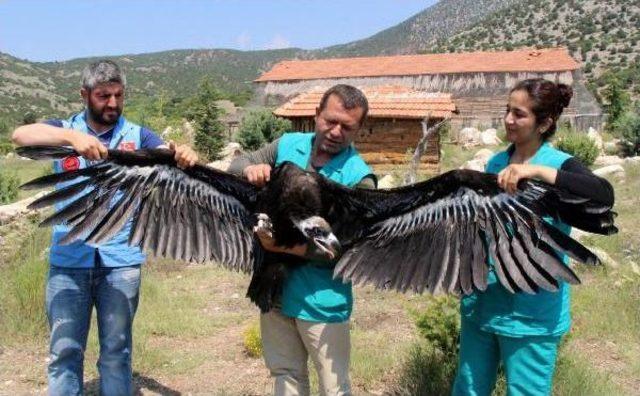 Öztürk Sarıca: Akbabaların Yaşam Alanları Tehlikede