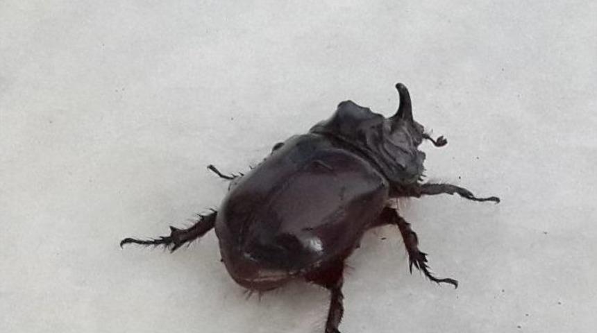 Ankara&rsquo;da Gergedan B&ouml;ceği Bulundu