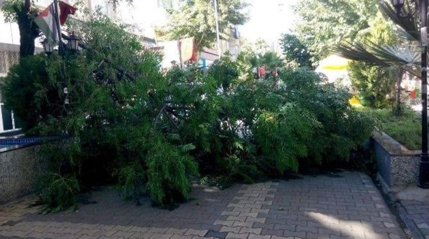 Devrilen Ağa&ccedil; Caddeyi Kapattı