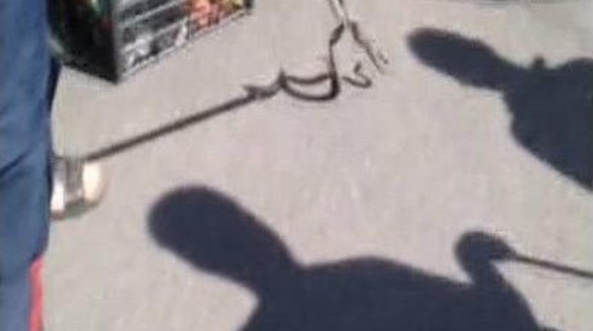 Pazaryerine İnen Yılan Korkuttu