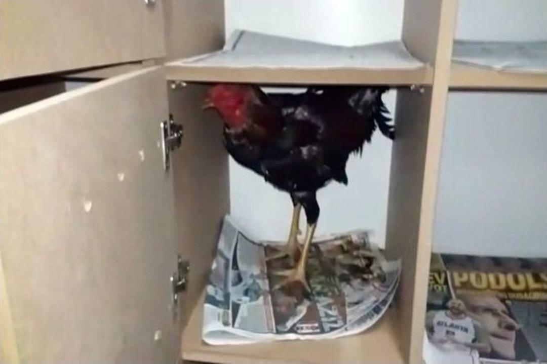 &rsquo;kanatlı Hayvanları Koruma Derneği&rsquo; &Uuml;yeleri, Horoz D&ouml;v&uuml;şt&uuml;r&uuml;rken Yakalandı